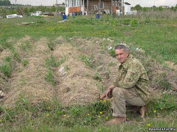 Как сажать под сеном Как сажать под сеном